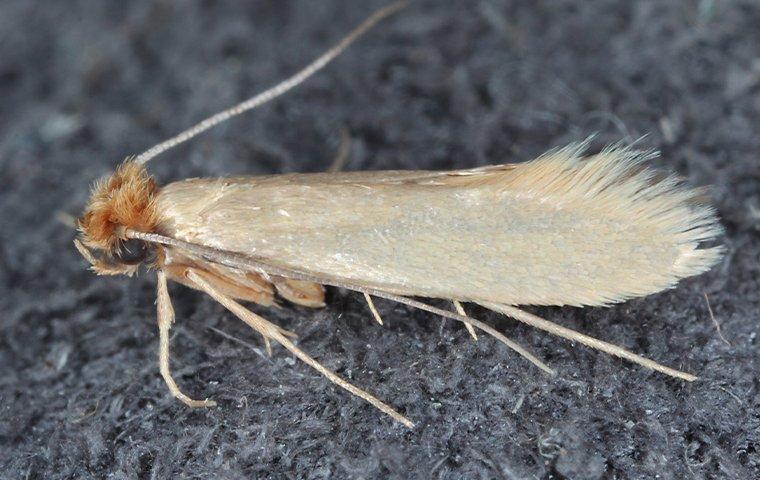 webbing clothes moth crawling on the floor