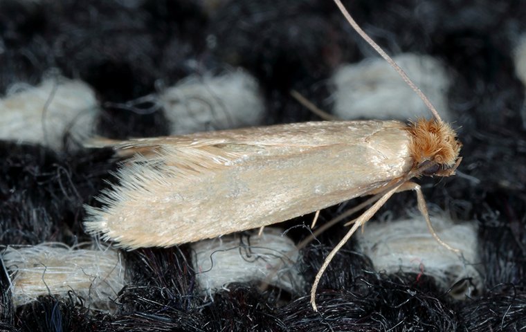 Webbing Clothes Moths in Elizabeth City, NC | Albemarle Termite & Pest ...