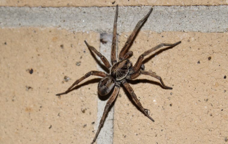 dark brown wolf spider