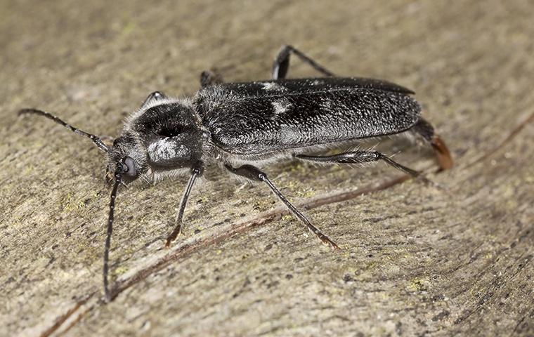 Learn About Wood-Destroying Organisms a powderpost beetle crawling on damaged wood in a home in elizabeth city north carolina