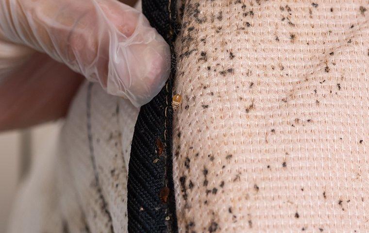 gloved hand looking at bed bugs on mattress