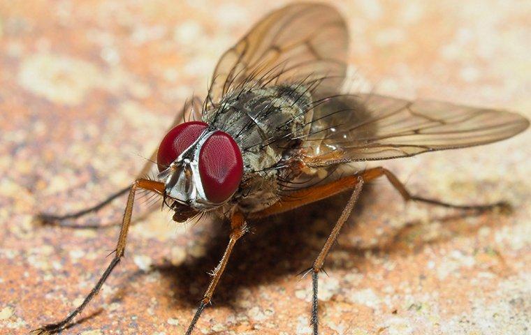 fly