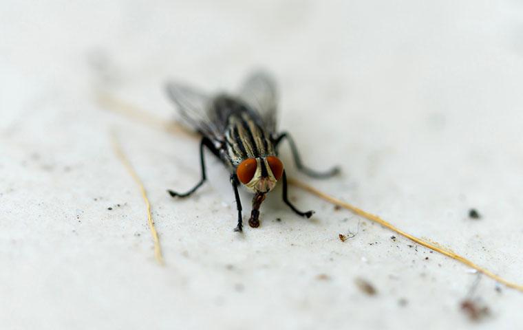 a house fly that landed on a dirty kitchen floor