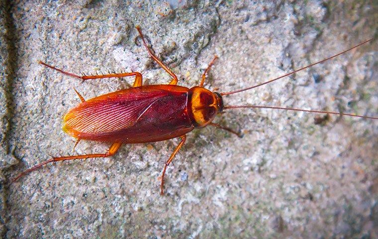 american cockroach crawling up a wall