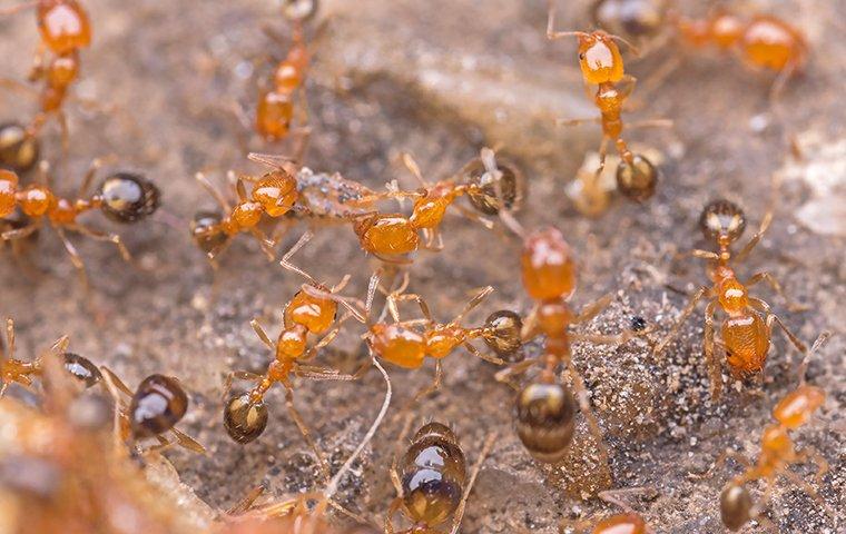 ants crawling on an ant hill