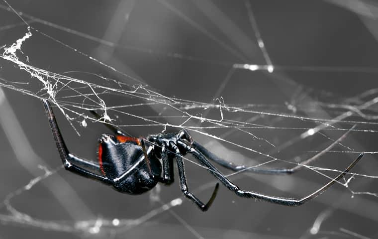 a black widow spider climbing in its web