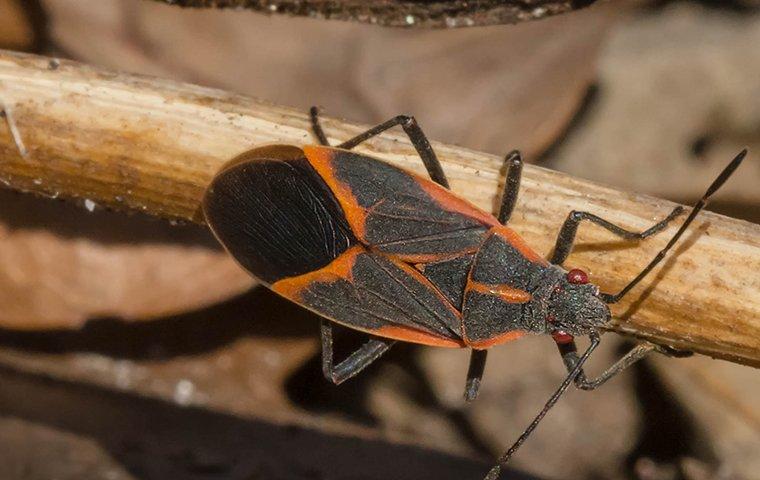 a box elder bug on a stick
