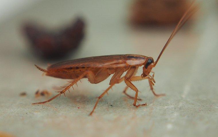 a cockroach crawling on a kitchen floor
