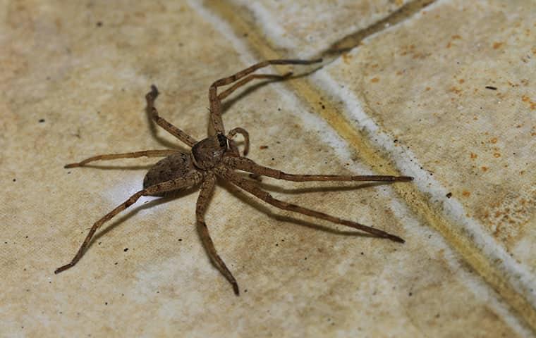 spider crawling on home floor