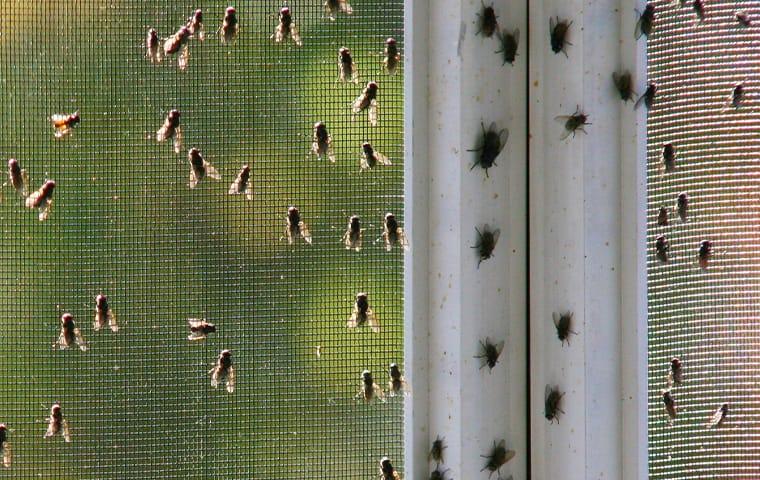 a house fly infestation on a window