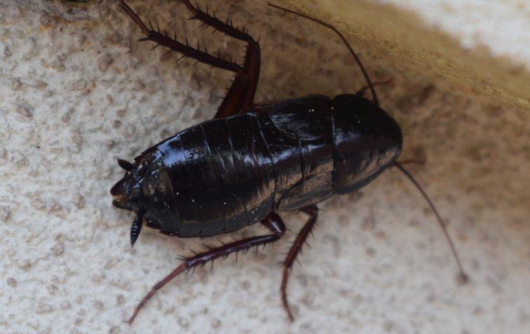 an oriental cockroach crawling in a kitchen
