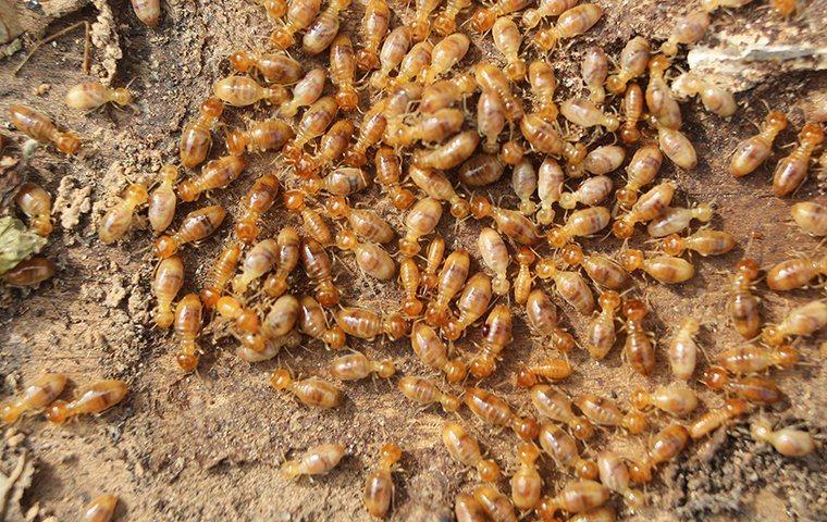 a termite swarm on the ground