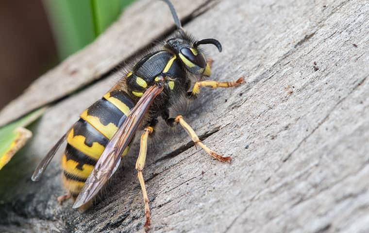up close image of a wasp on wood