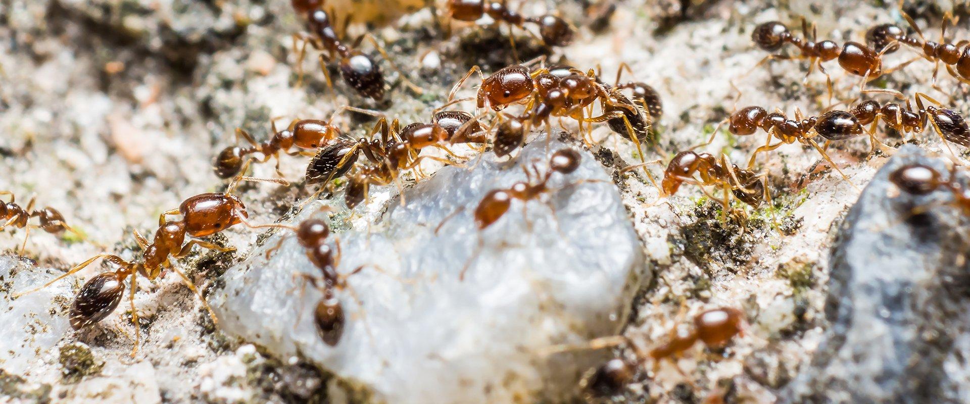 ants outside home