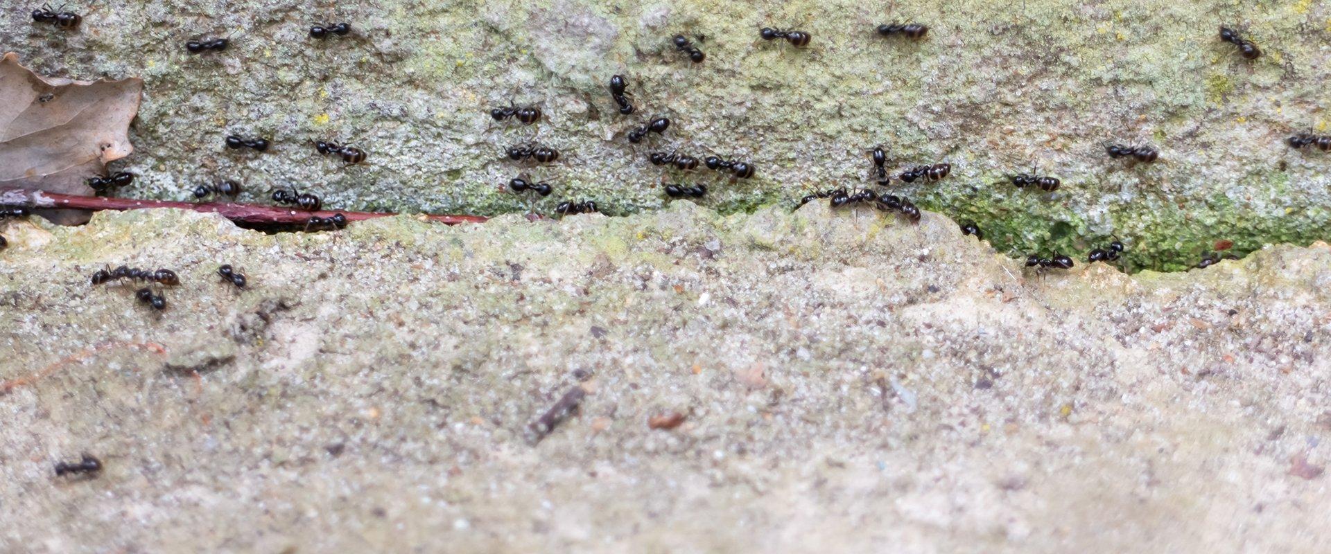 ants on a foundation