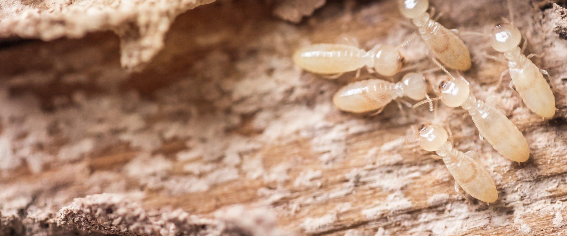 termites on wood