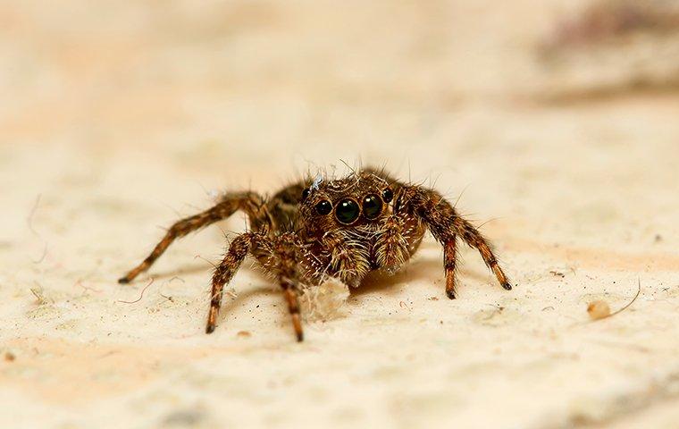 a jumping spider in a kitchen
