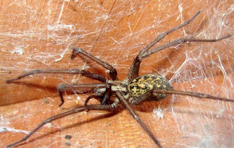 hobo spider in web
