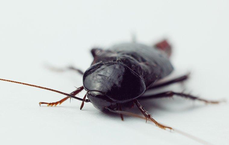 an oriental cockroach on a kitchen floor
