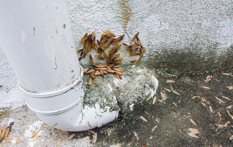 termite swarmers crawling on drain