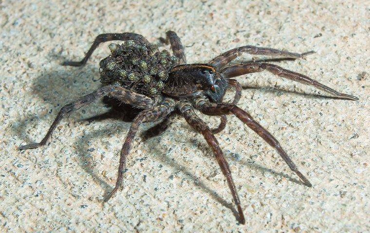 a wolf spider in a basement