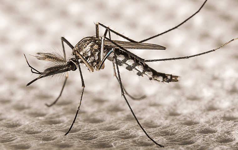 an aedes aegypti mosquito in a home in jacksonville florida