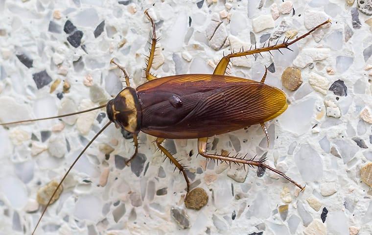 cockroach on tile