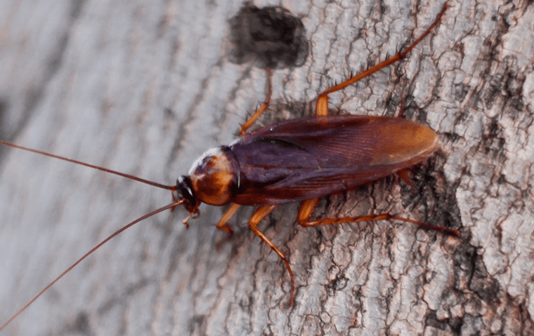 an american cockroach in a home in jacksonville florida