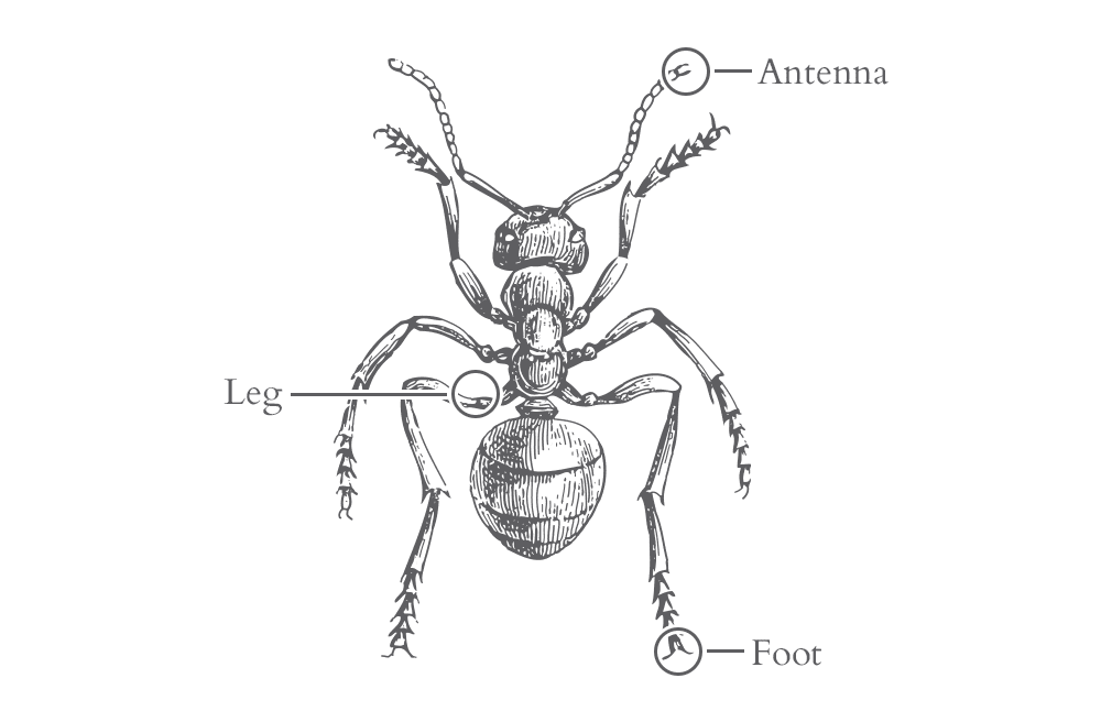 an illustration of an ant in florida
