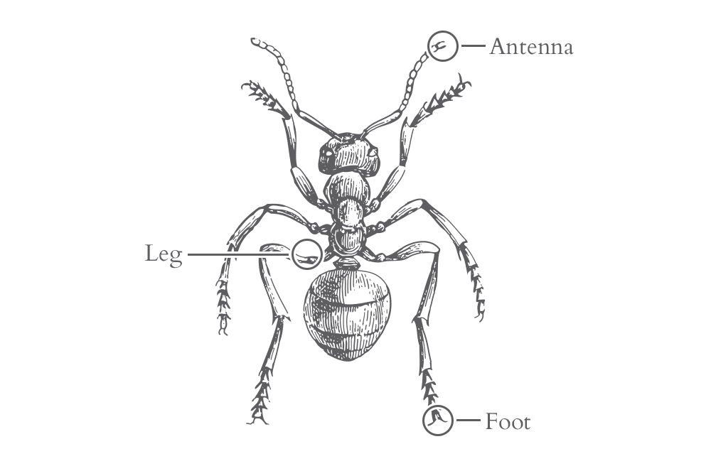 Ant Identification A Guide To The Types Of Ants In Jacksonville Fl