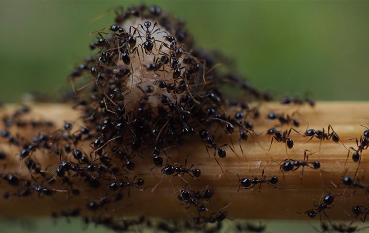 ants carrying food