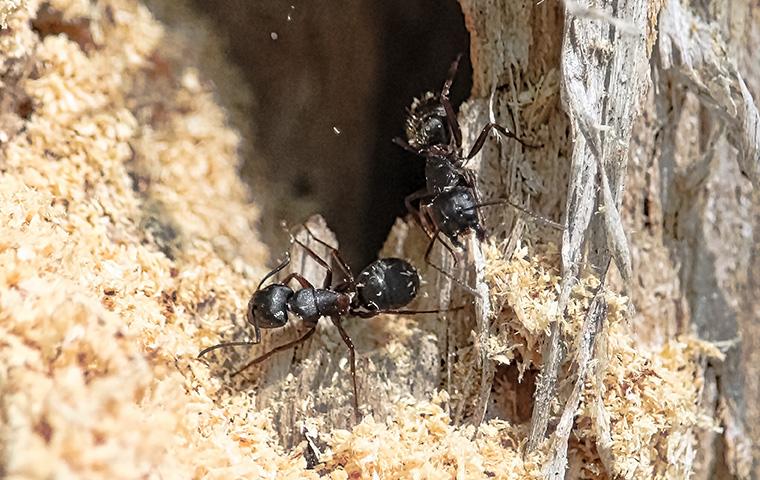 ants in wood