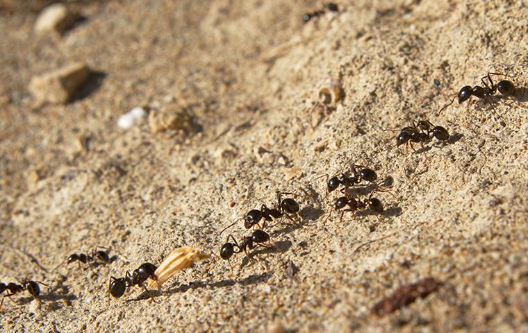 ants on sidewalk