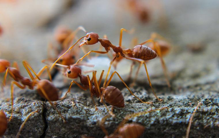 close up of ants