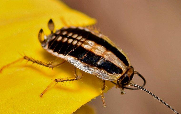 asian cockroach on mango