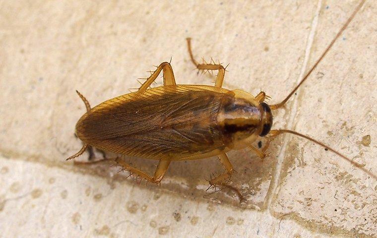 asian cockroach on wall