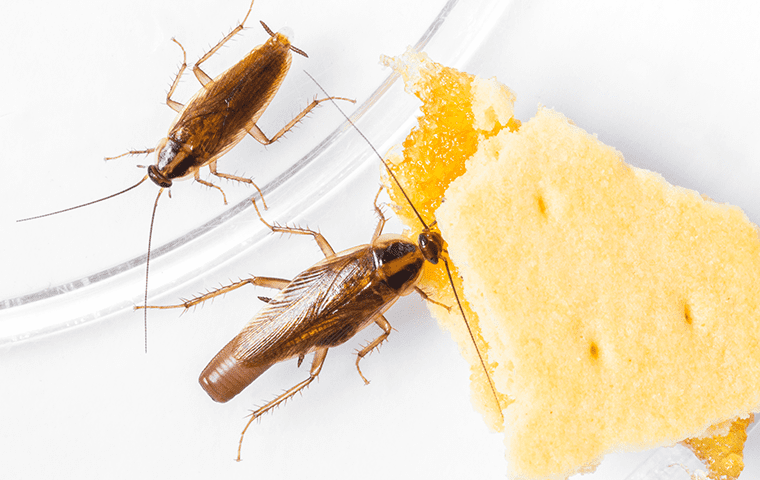 two asian cockroaches in a kitchen in atlantic beach florida 