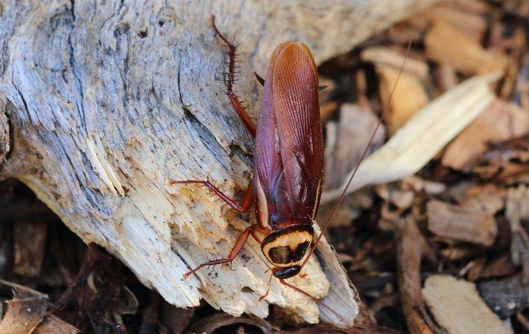 australian cockroach up close
