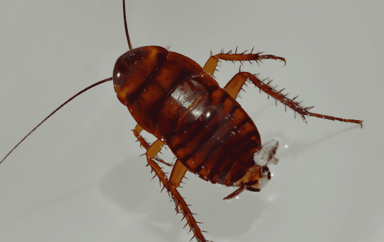 an australian cockroach in a home in jacksonville florida