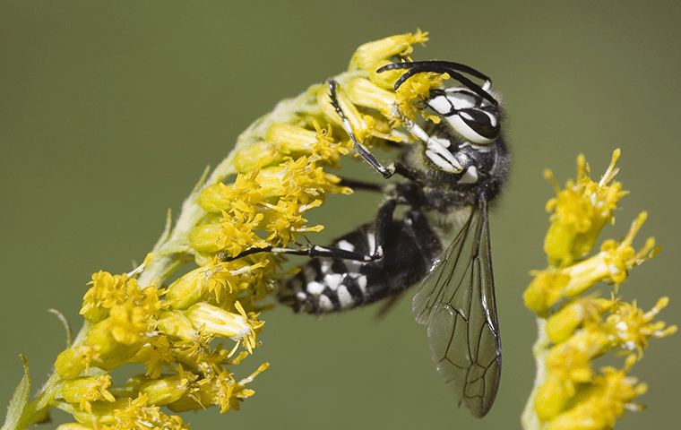 a bald faced hornet on a flower in palm valley florida
