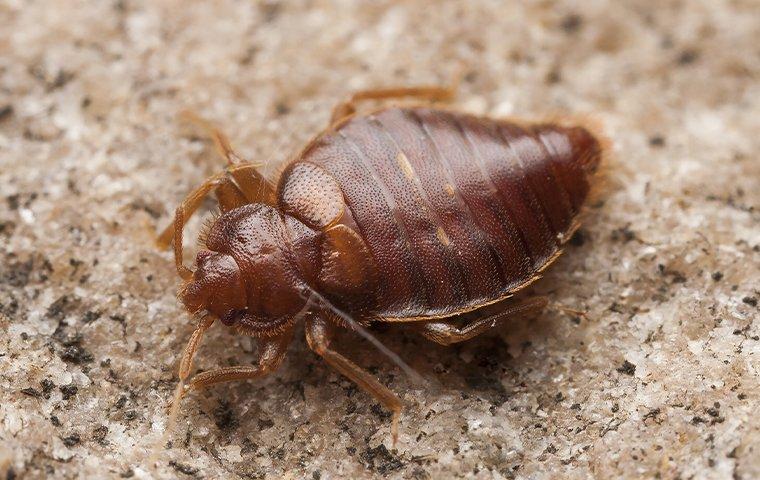 a bed bug crawling on a surface in a home in baldwin florida