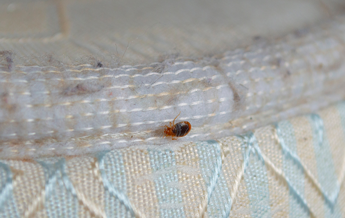 bed bug close up on a mattress