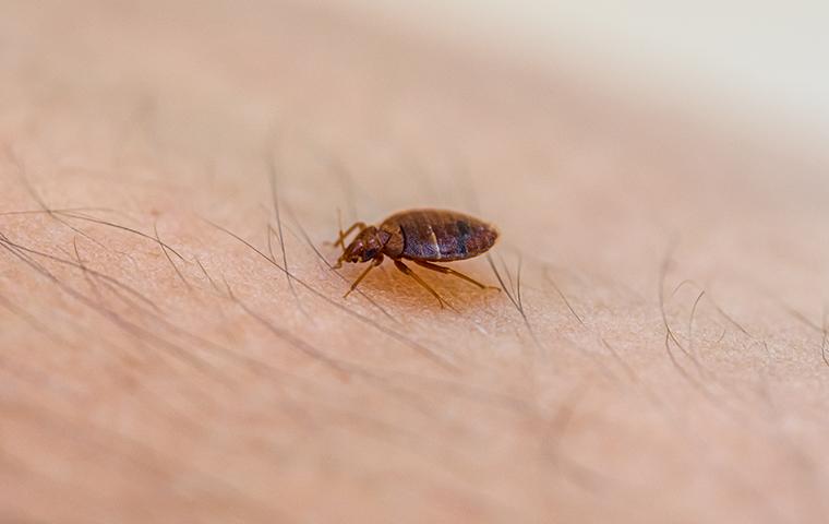 close up of bed bug on skin