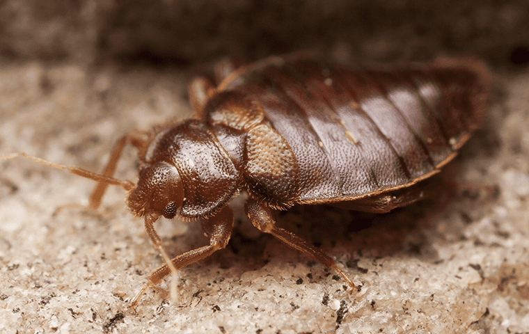 a bed bug in the dust within a florida home