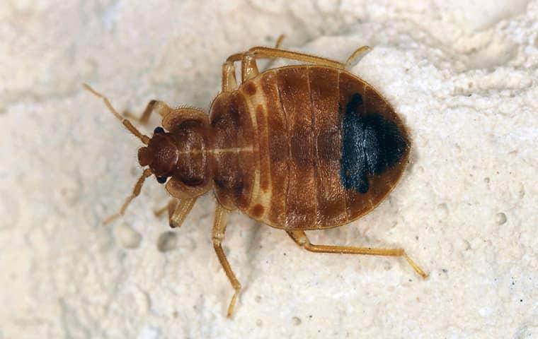 a bed bug in a home in fruit cove florida