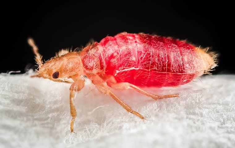 a bed bug inside a home in julington creek florida