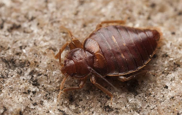 a bed bug inside of a home in saint johns florida