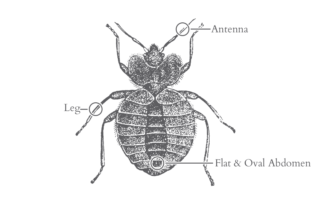 illustration of a bed bug in florida