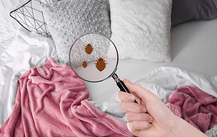 looking closely at bed bugs in hilliard