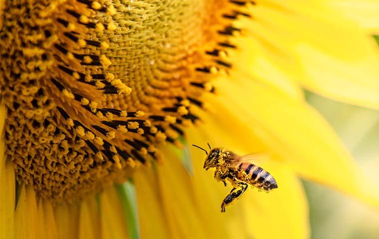 bee pollenating flower